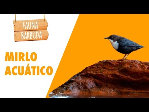 Descubre todo sobre el mirlo de agua: características y hábitat