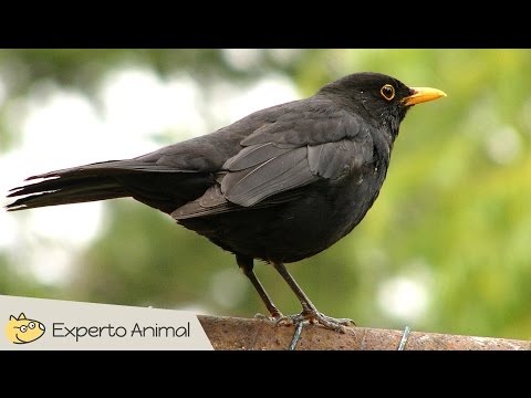 Macho mirlo: descubre todo sobre esta especie y sus características