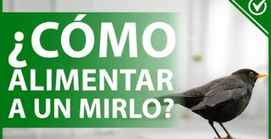 Mirlo cría: todo sobre su reproducción y cuidados