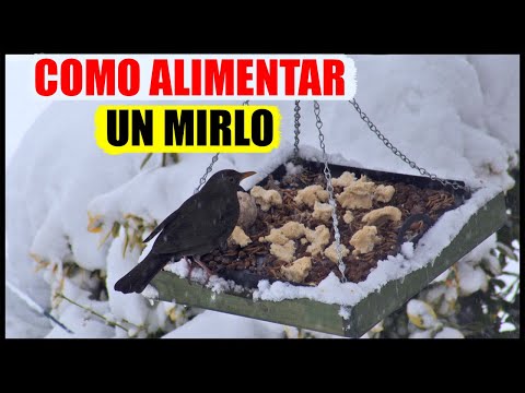 Qué come un mirlo: Descubre la alimentación de esta ave