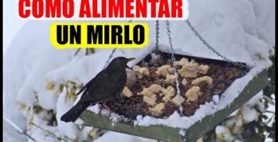 Descubre qué come el mirlo: alimentación y hábitos alimentarios