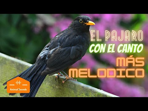 Canto del mirlo por la noche: melodías nocturnas llenas de encanto