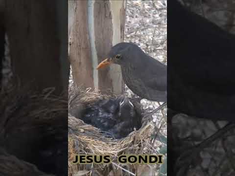 Magníficos avistamientos de mirlos en mi jardín: Observa la belleza de estas aves