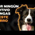 Border Collie Azul Mirlo: Todo lo que debes saber