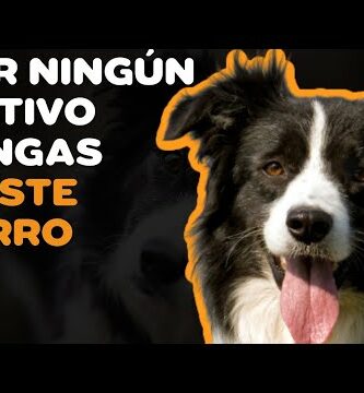 Border Collie Azul Mirlo: Todo lo que debes saber