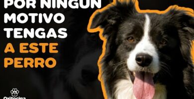 Border Collie Azul Mirlo: Todo lo que debes saber