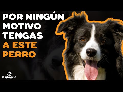 Border Collie Azul Mirlo: Todo lo que debes saber