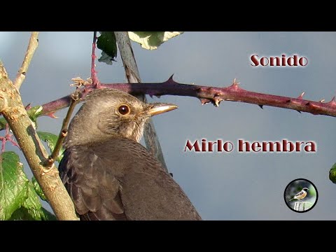 El cautivante canto del mirlo hembra: descubre su melodía única