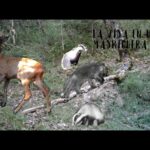 Descubre el encanto del mirlo punta paloma: fauna en estado puro