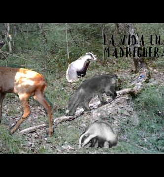 Descubre el encanto del mirlo punta paloma: fauna en estado puro