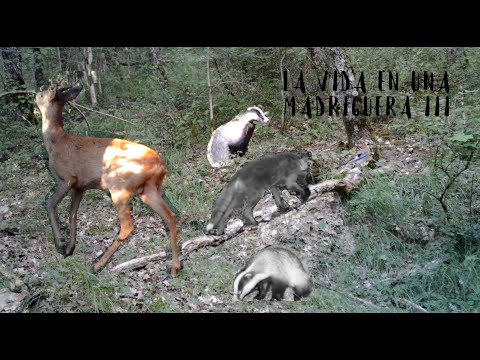 Descubre el encanto del mirlo punta paloma: fauna en estado puro