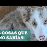 Descubre el encanto del border collie rojo mirlo: características y cuidados