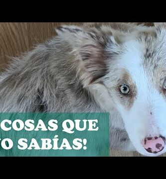 Descubre el encanto del border collie rojo mirlo: características y cuidados