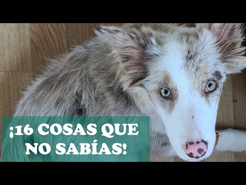 Descubre el encanto del border collie rojo mirlo: características y cuidados