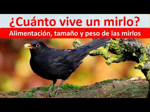 Descubre cuánto vive un mirlo: datos y curiosidades