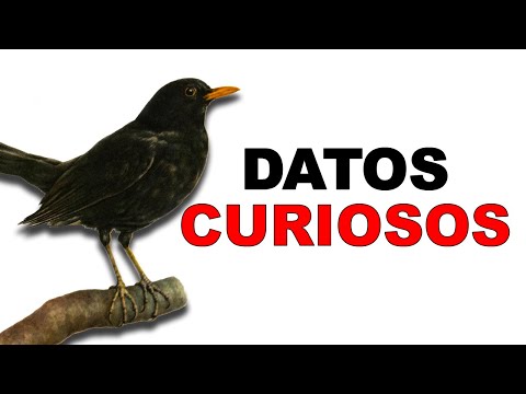 Descubre las fascinantes curiosidades del mirlo