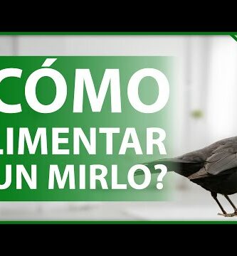 Polluelo de mirlo: Cuidados en el suelo y su desarrollo