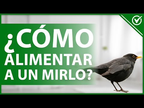 Polluelo de mirlo: Cuidados en el suelo y su desarrollo