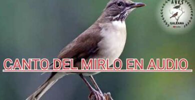 Descubre el encanto del canto de un mirlo