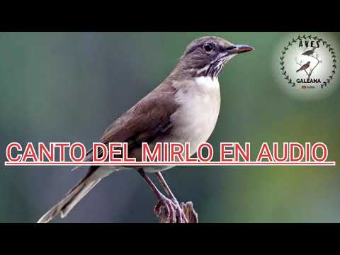 Descubre el encanto del canto de un mirlo