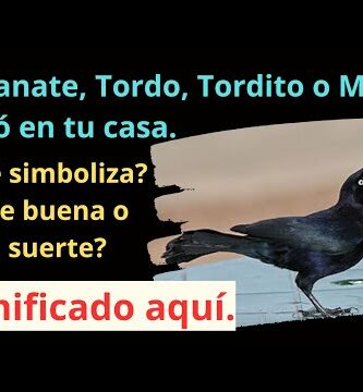 Mirlo en casa: ¿Cómo actuar cuando ha entrado un mirlo en mi hogar?