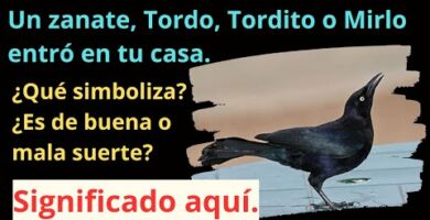 Mirlo en casa: ¿Cómo actuar cuando ha entrado un mirlo en mi hogar?