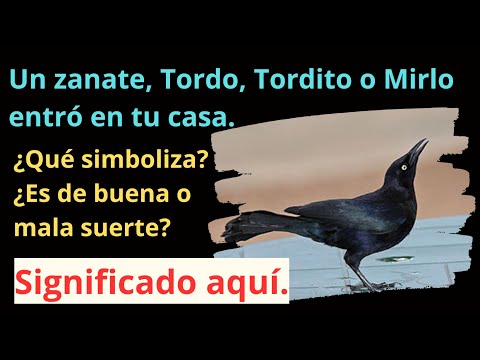 Mirlo en casa: ¿Cómo actuar cuando ha entrado un mirlo en mi hogar?