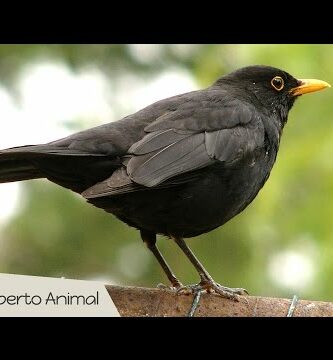 Conoce al fascinante Mirlo Bird: características y curiosidades