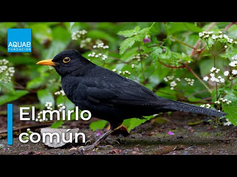 Descubre todo sobre el mirlo blanco, un ave fascinante