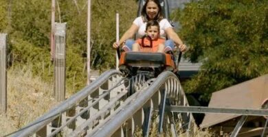 Descubre la belleza del Mirlo Blanco en Granada