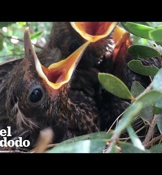 Nido de mirlo: descubre el hogar perfecto para estas aves