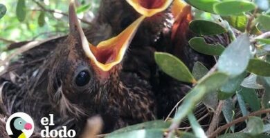 Nido de mirlo: descubre el hogar perfecto para estas aves