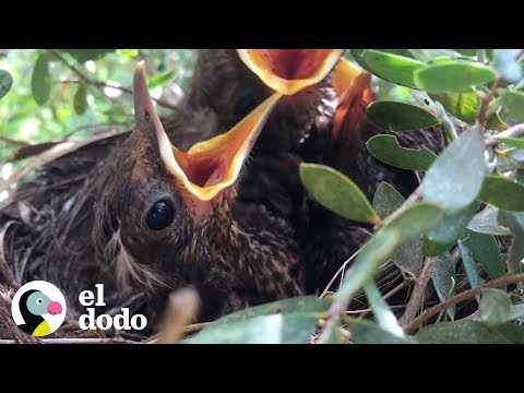 Nido de mirlo: descubre el hogar perfecto para estas aves